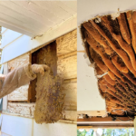 Shield Your Property from Bee Infestations with Expert Help