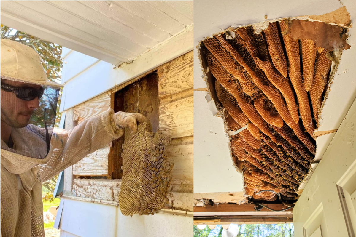 Shield Your Property from Bee Infestations with Expert Help