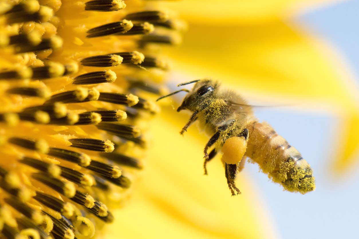 Experts en extermination abeille et préservation des pollinisateurs