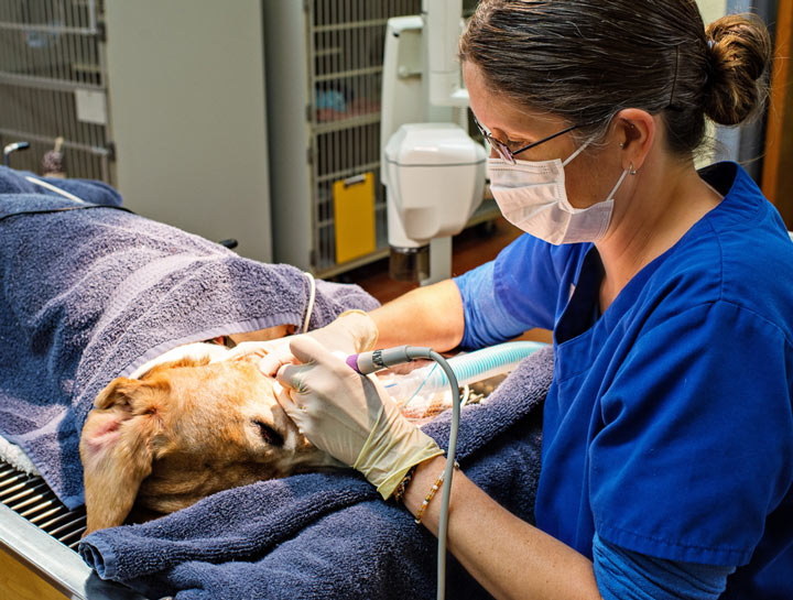 Animal Doctors