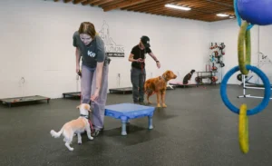 Are you an animal lover? Want a dog trainer?