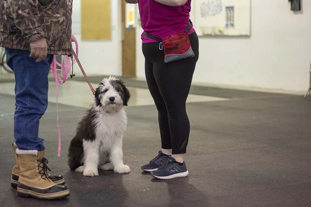 dog training in Terry Dale