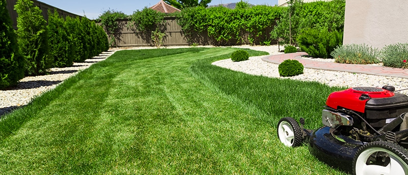 How to Handle Lawn Pests Effectively