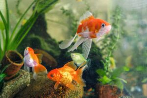 Secrets to Extending Ranchu Goldfish Lifespan Through Proper Care and Healthy Habits